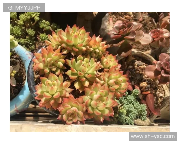 何思雨：在风雨交加中绽放的坚韧与希望之花